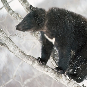 Asiatic Black bear - in tree