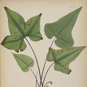 Asplenium palmatum