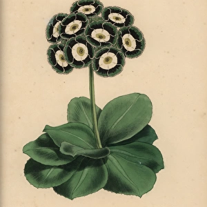Auricula with green, black and white rosette