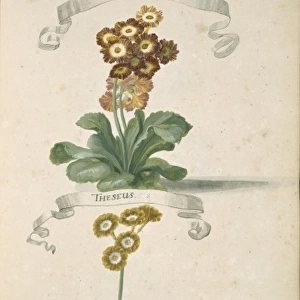 Auricula sp. primrose