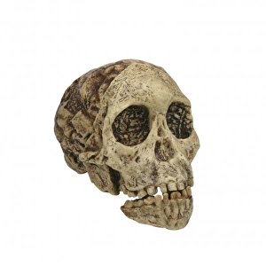 Australopithecus africanus, the Taung child