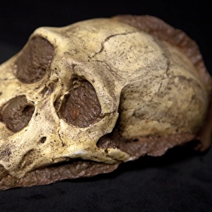 Australopithecus sediba