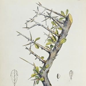 Balsamodendron myrrah, myrrh gum tree