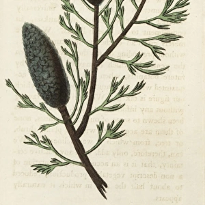 Banksia multifolia, unknown species of Banksia