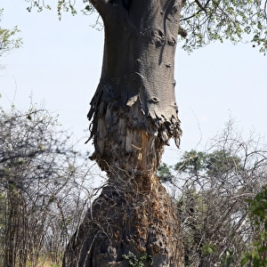Baobab Tree - showing trunk partially eaten by