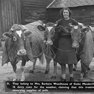 Barbara Woodhouse & her coat-wearing cows