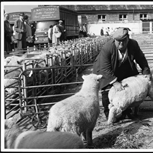 Barnstaple Sheep Market