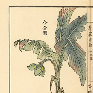 Bashou or Japanese banana tree, Musa basjoo