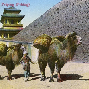 Beijing, China - Bactrian Camels by the City Walls