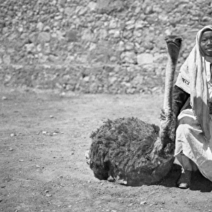 Black girl with tamed ostrich, Holy Land
