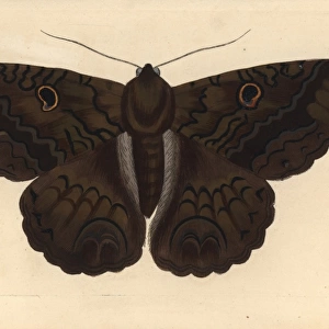 Black witch moth, Ascalapha odorata