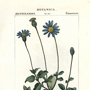 Blue daisy, Felicia amelloides