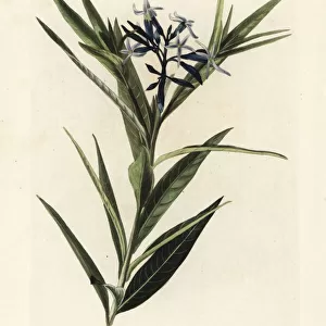 Blue star, Amsonia tabernaemontana var. salicifolia