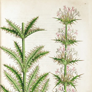 Botanical illustration Morina persica from Sibthorp