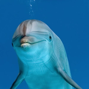 Bottlenose dolphin - blowing air bubble