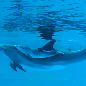 Bottlenose Dolphin - recently born calf swims with mother