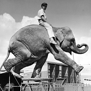 Boy sitting on elephant, Sir Robert Fossetts Circus