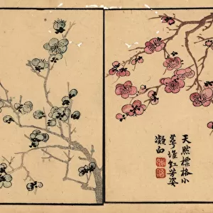 Branches of plum blossom with calligraphy and seal