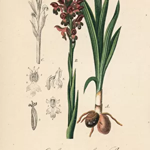 Bug orchid, Anacamptis coriophora