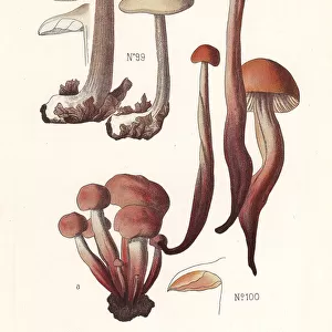 Buttery collybia and spindleshank mushroom