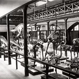 c. 1880s - New Zealand - dinosaur (?) skeletons in Christchurch museum