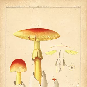 Caesars mushroom, Amanita caesarea