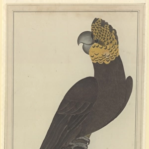 Calyptorhynchus lathami, glossy black cockatoo