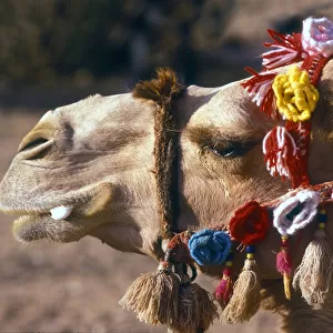 Camel with flowed bridle, Jordan