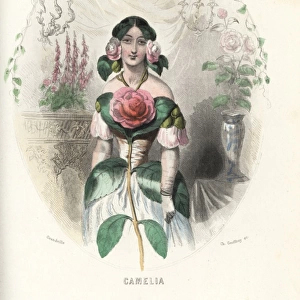 Camellia flower fairy, Camellia japonica