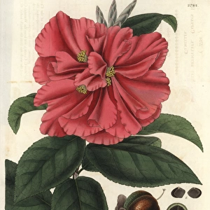 Camellia reticulata, Captain Rawes camellia