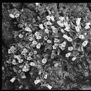Campanula (Bellflower) Velutina