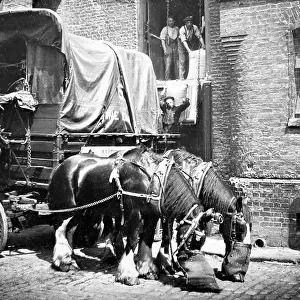 Cart horses at a warehouse, London, early 1900s