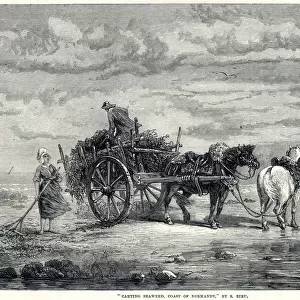 Carting seaweed in Normandy 1872
