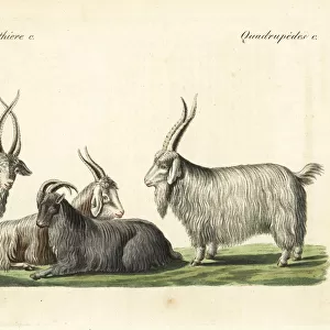 Cashmere goats and sheep