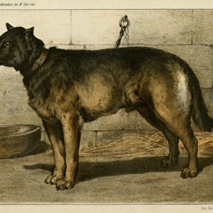 Cattle Dog at 1863 Paris dog show