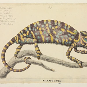 Chamaeleo zeylanicus, Indian chameleon