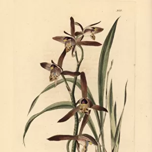 Chinese cymbidium orchid, Cymbidium sinense