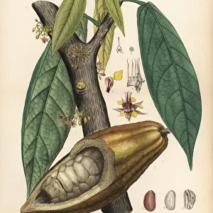 Chocolate or cocoa tree, Theobroma cacao