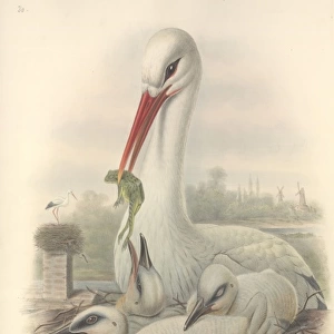 Ciconia ciconia, European white stork