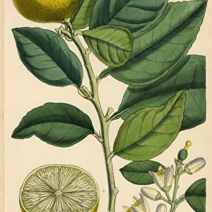 Citrus medica, citron melon