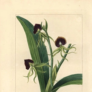 Clamshell orchid, Epidendrum cochleatum