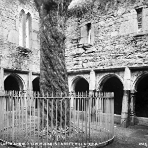 Cloister Garth and Old Yew, Muckross Abbey, Killarney