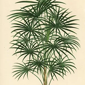 Coccothrinax argentea palm tree