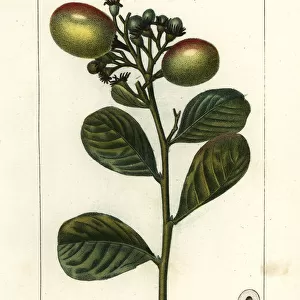 Cocoplum, Chrysobalanus icaco