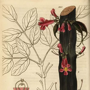 Colea colei (endangered)