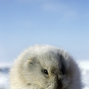 Collared Lemming - adult in winter fur (large winter