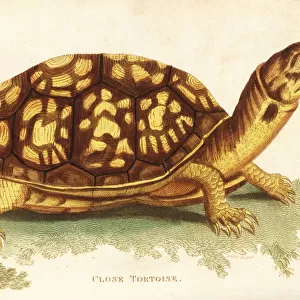 Common box turtle, Terrapene carolina