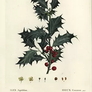 Common holly, Ilex aquifolium