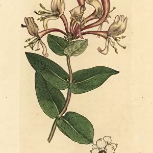 Common honeysuckle or woodbine, Lonicera periclymenum