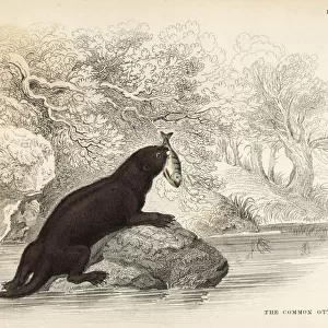 Common otter, Lutra lutra